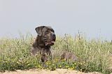 CANE CORSO 181